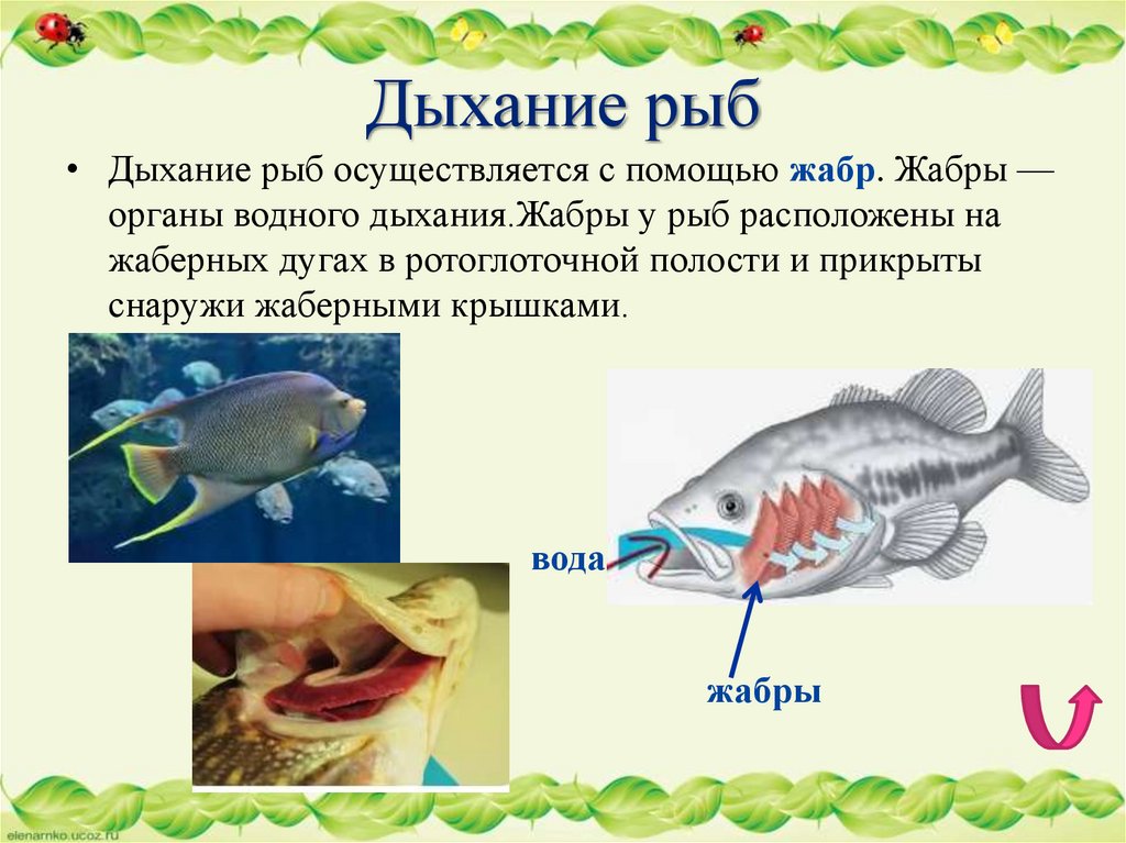 Дыхание рыб