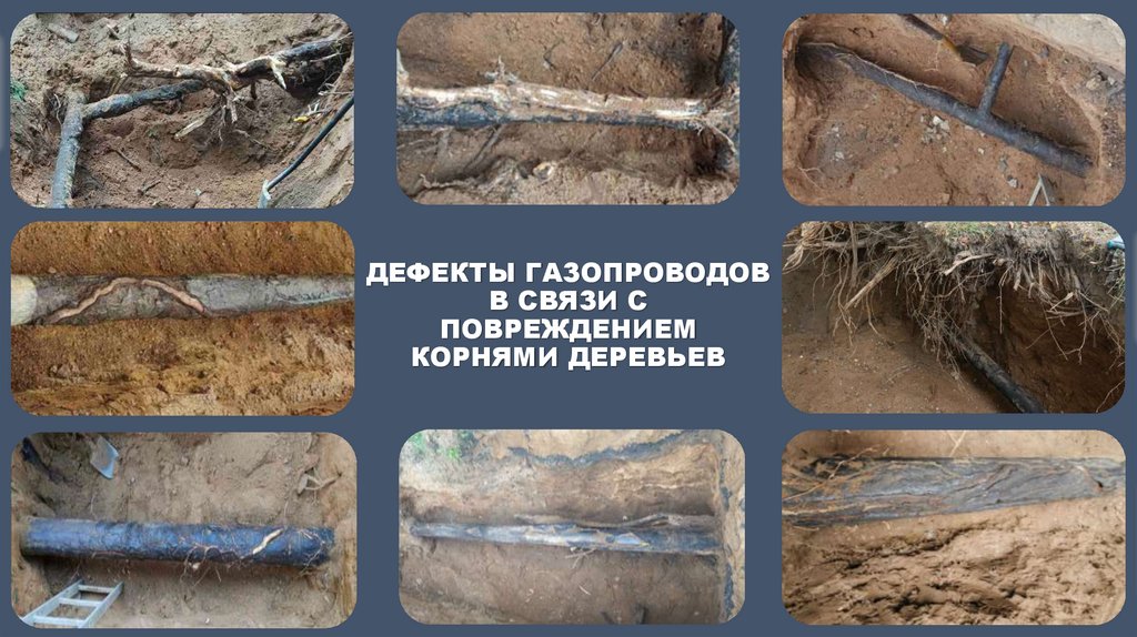 Дефекты газопроводов в связи с повреждением корнями деревьев