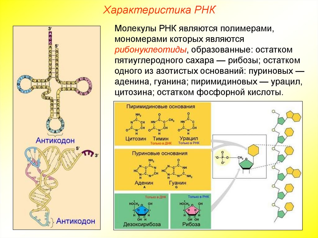 Характеристика РНК