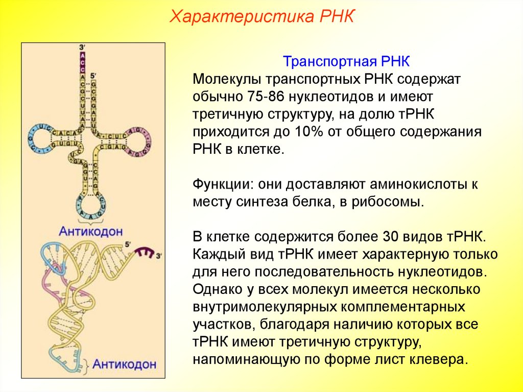 Характеристика РНК