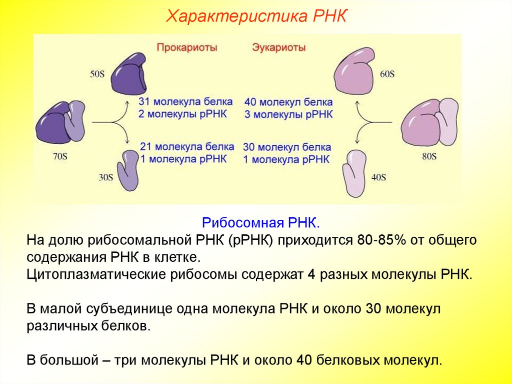 Характеристика РНК
