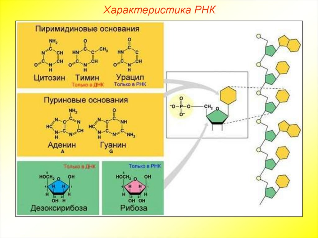 Характеристика РНК