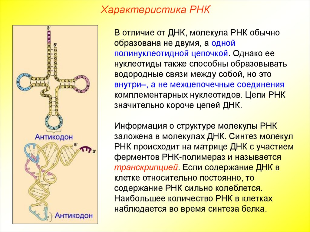 Характеристика РНК