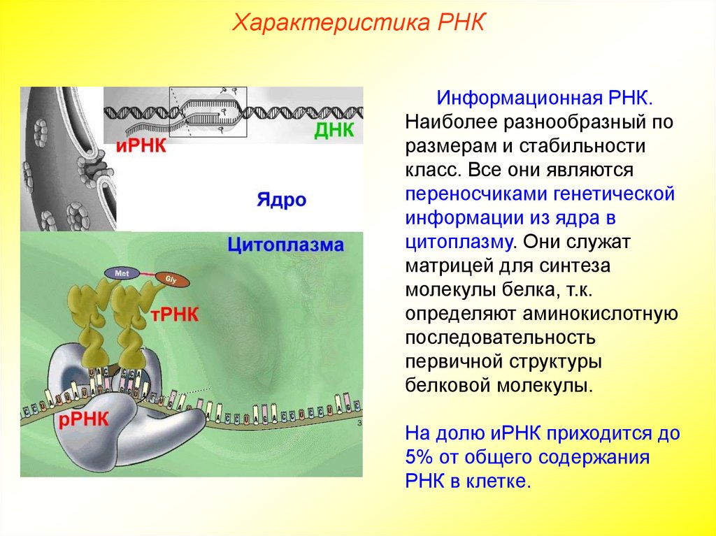 Характеристика РНК