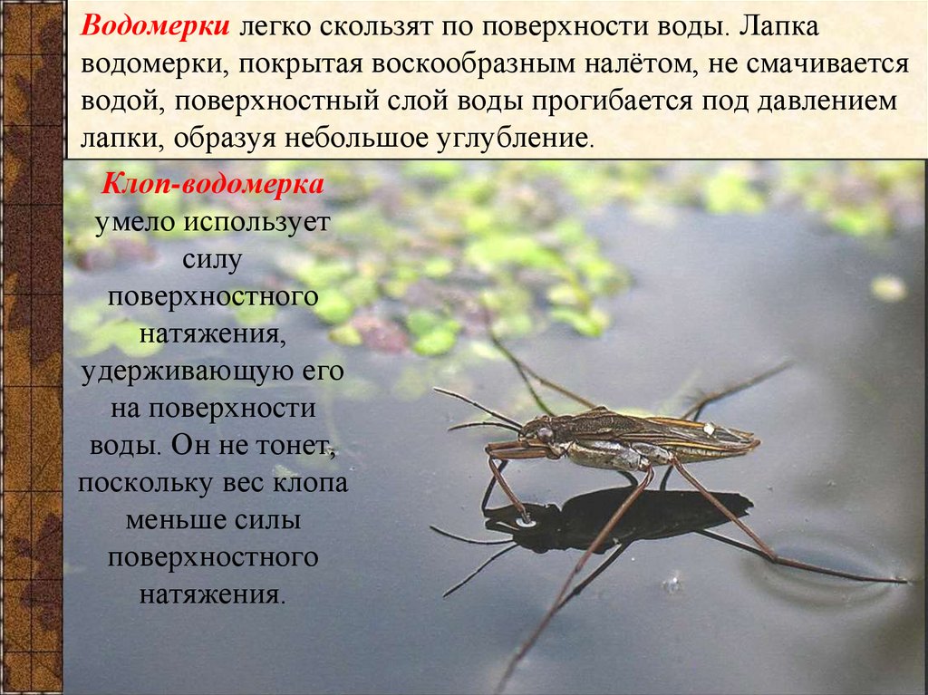   Водомерки легко скользят по поверхности воды. Лапка водомерки, покрытая воскообразным налётом, не смачивается водой,