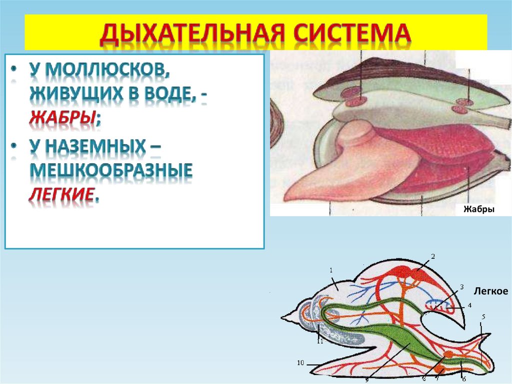 Дыхательная система