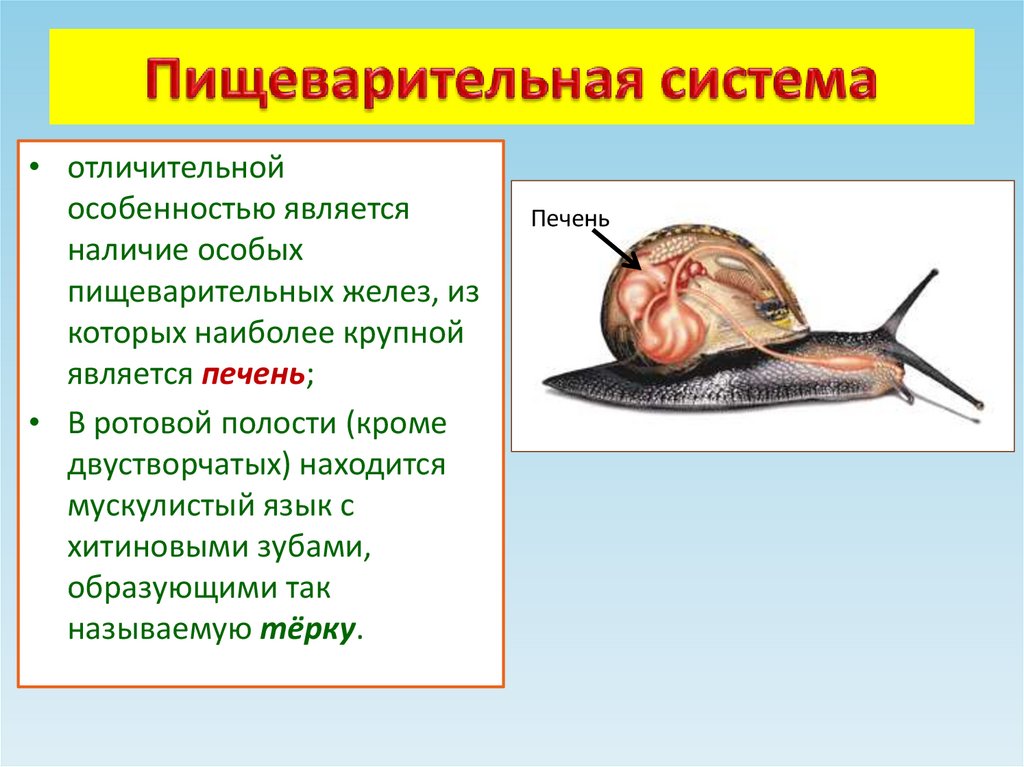 Пищеварительная система