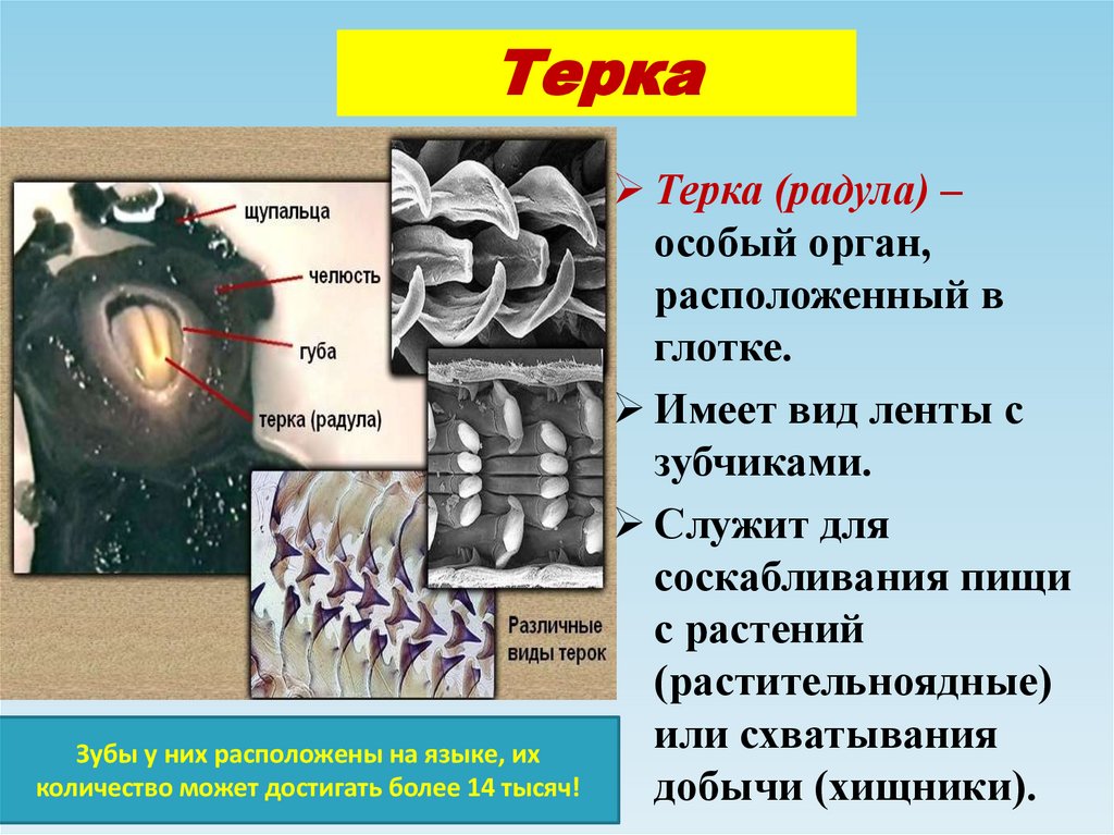 Терка