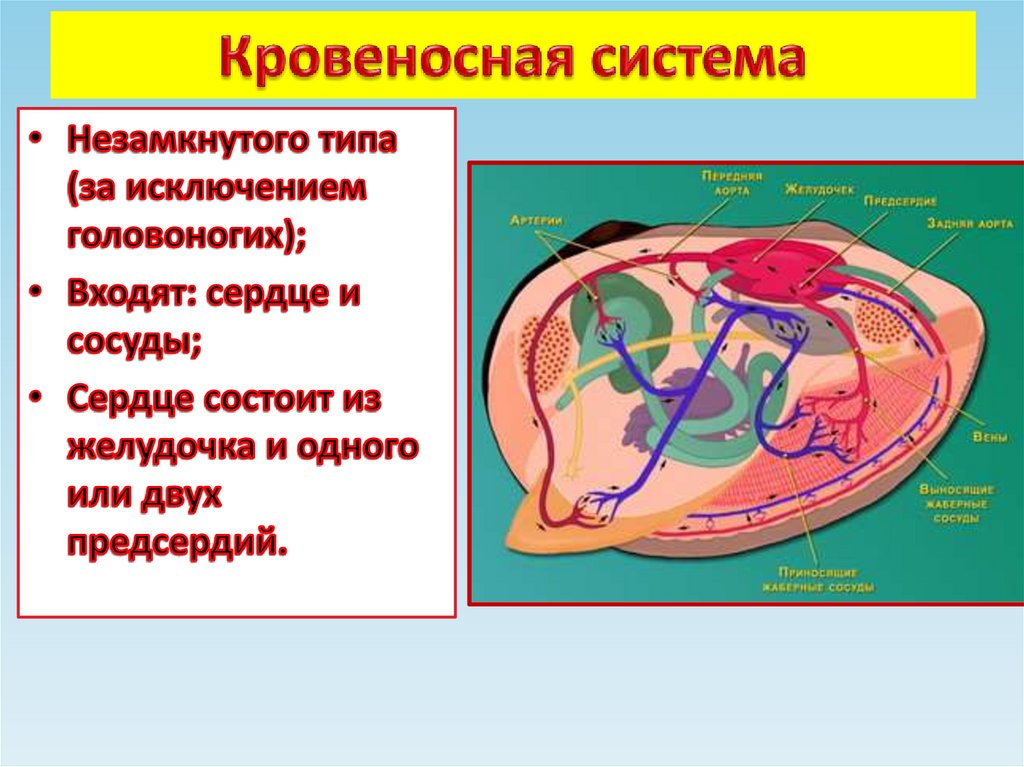 Кровеносная система