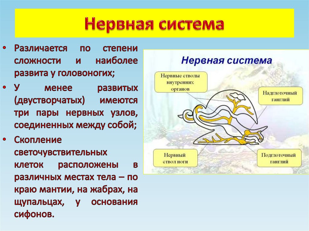 Нервная система