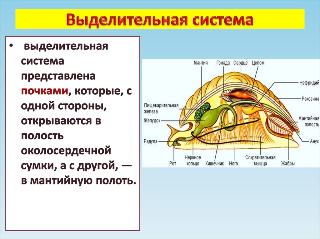 Выделительная система