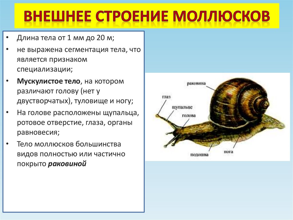Внешнее строение моллюсков