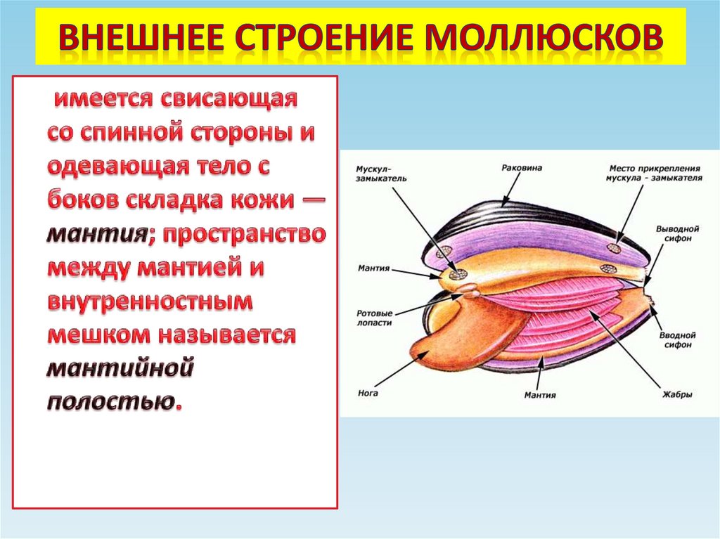 Внешнее строение моллюсков