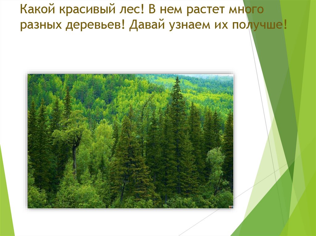Какой красивый лес! В нем растет много разных деревьев! Давай узнаем их получше!