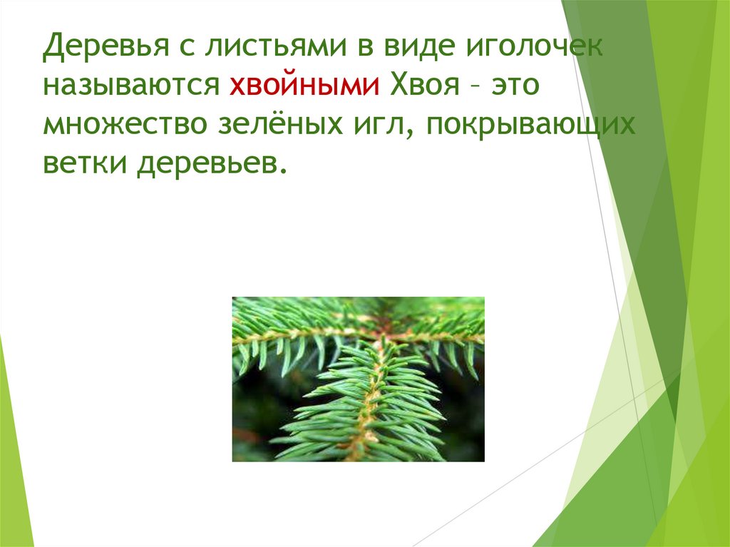 Деревья с листьями в виде иголочек называются хвойными Хвоя – это множество зелёных игл, покрывающих ветки деревьев.