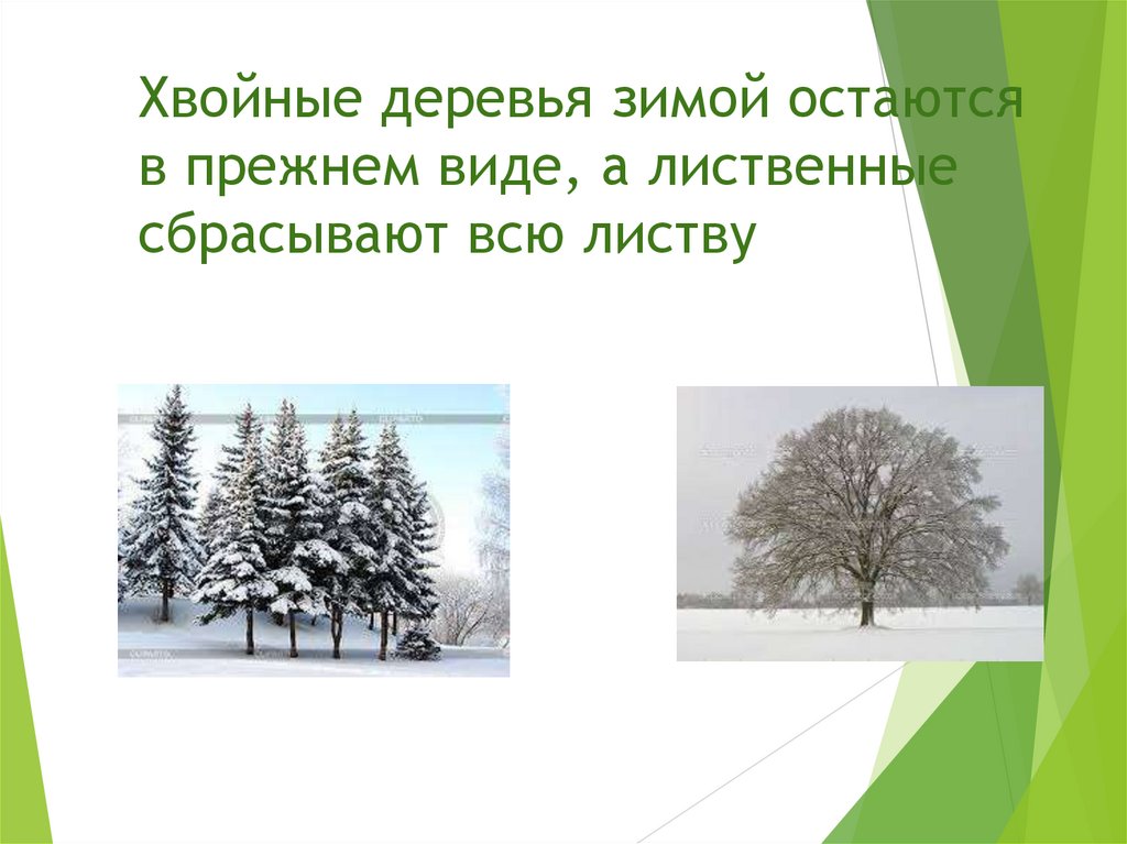 Хвойные деревья зимой остаются в прежнем виде, а лиственные сбрасывают всю листву