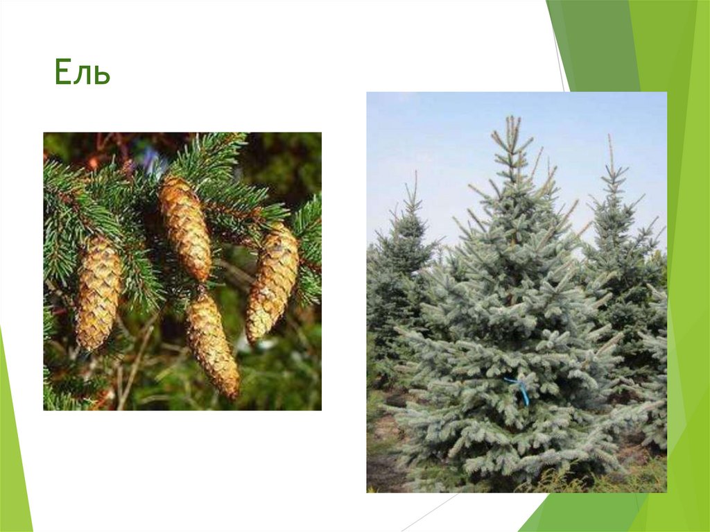 Ель