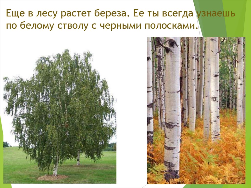 Еще в лесу растет береза. Ее ты всегда узнаешь по белому стволу с черными полосками.