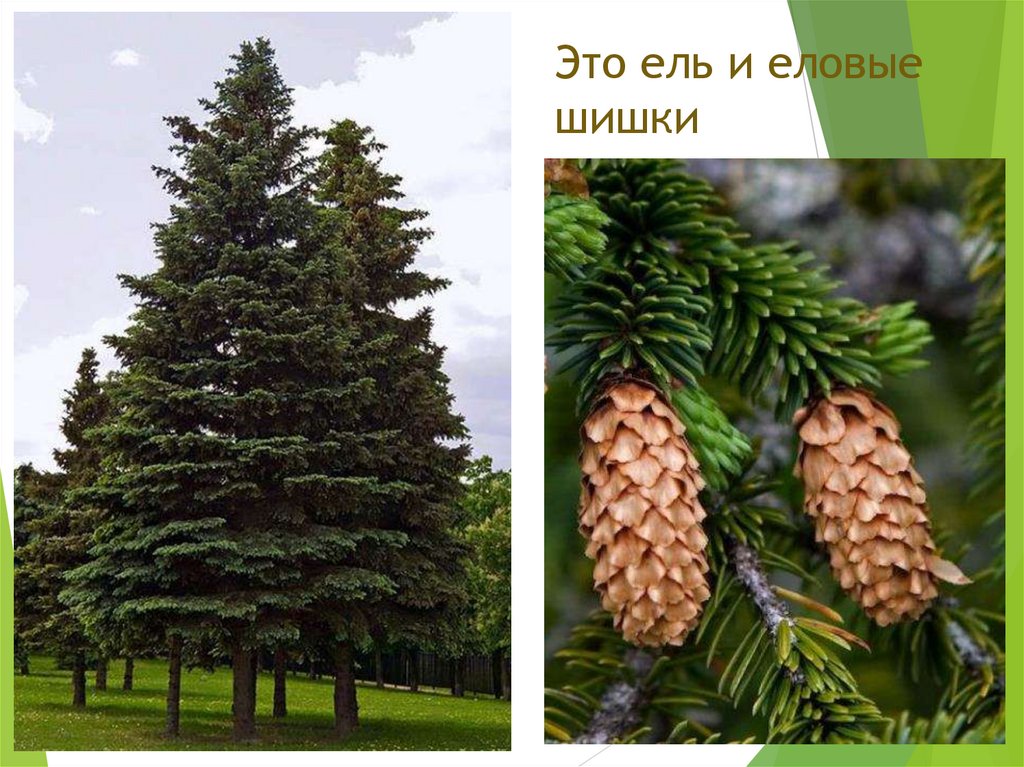 Это ель и еловые шишки