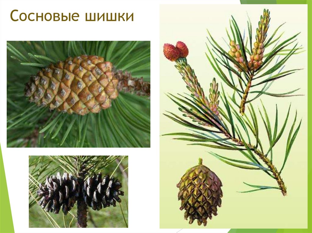 Сосновые шишки