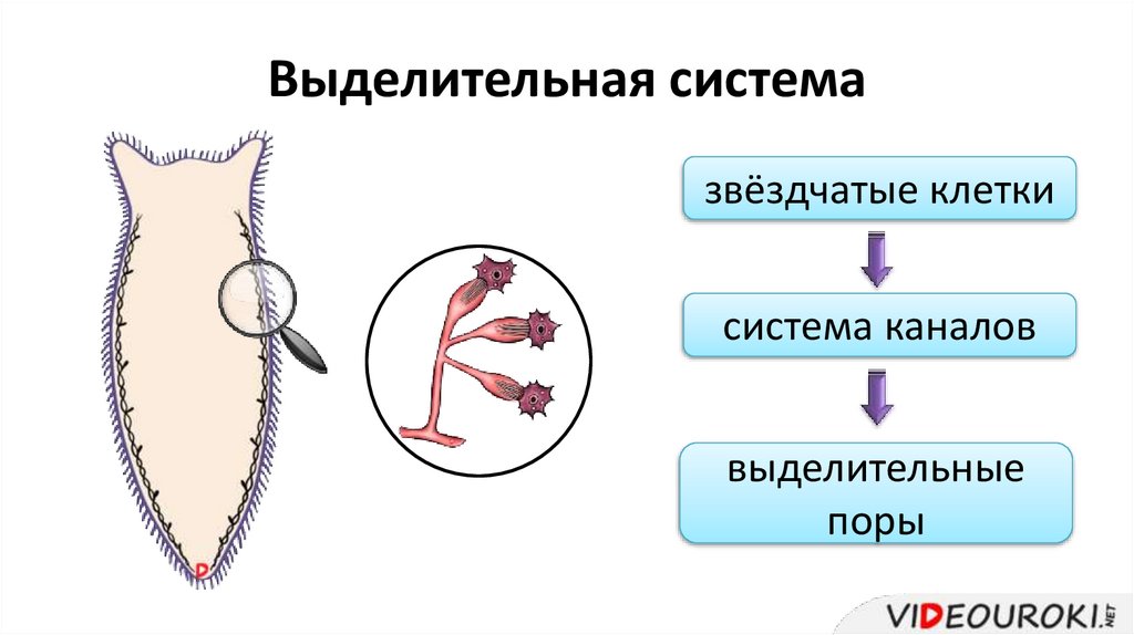 Выделительная система