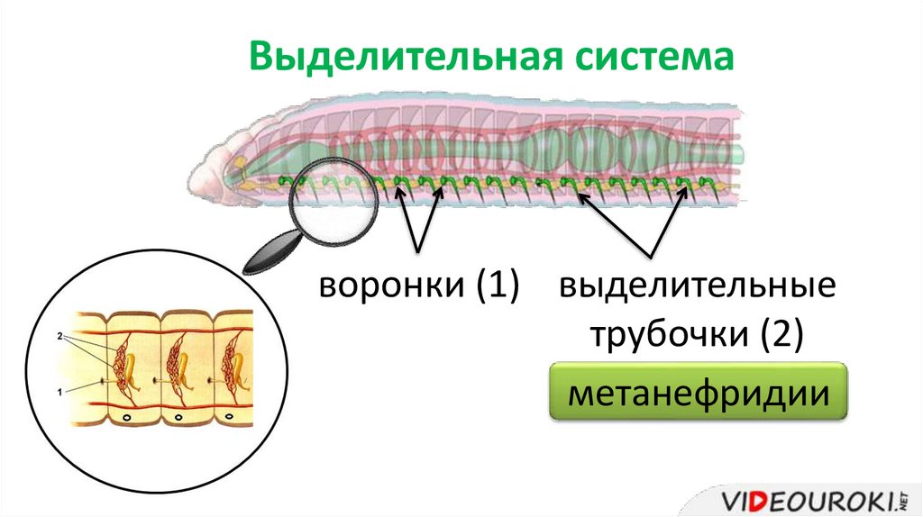 Выделительная система