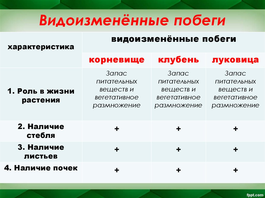 Видоизменённые побеги