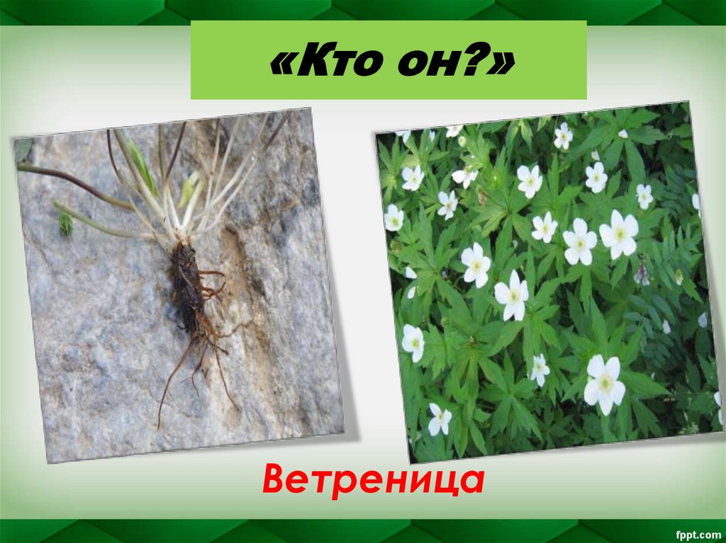 «Кто он?»