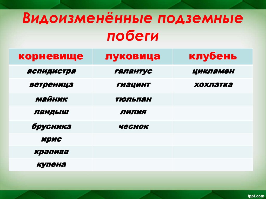 Видоизменённые подземные побеги