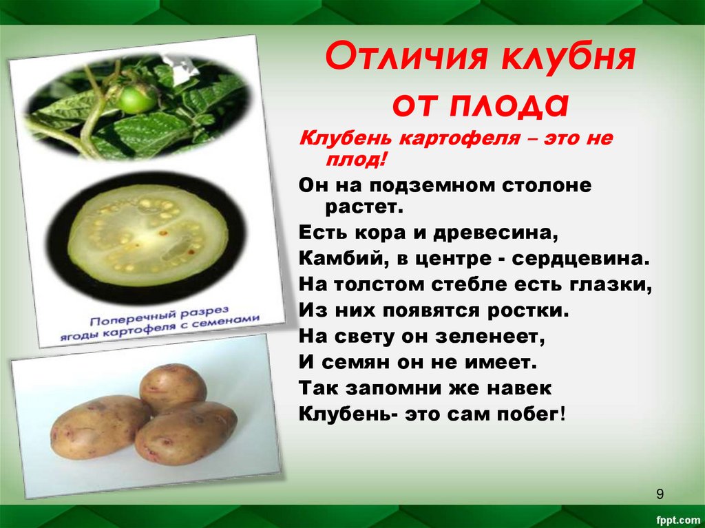 Отличия клубня от плода