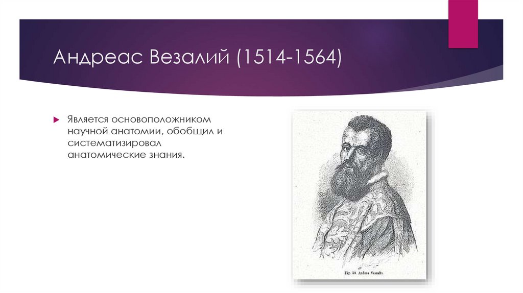Андреас Везалий (1514-1564)