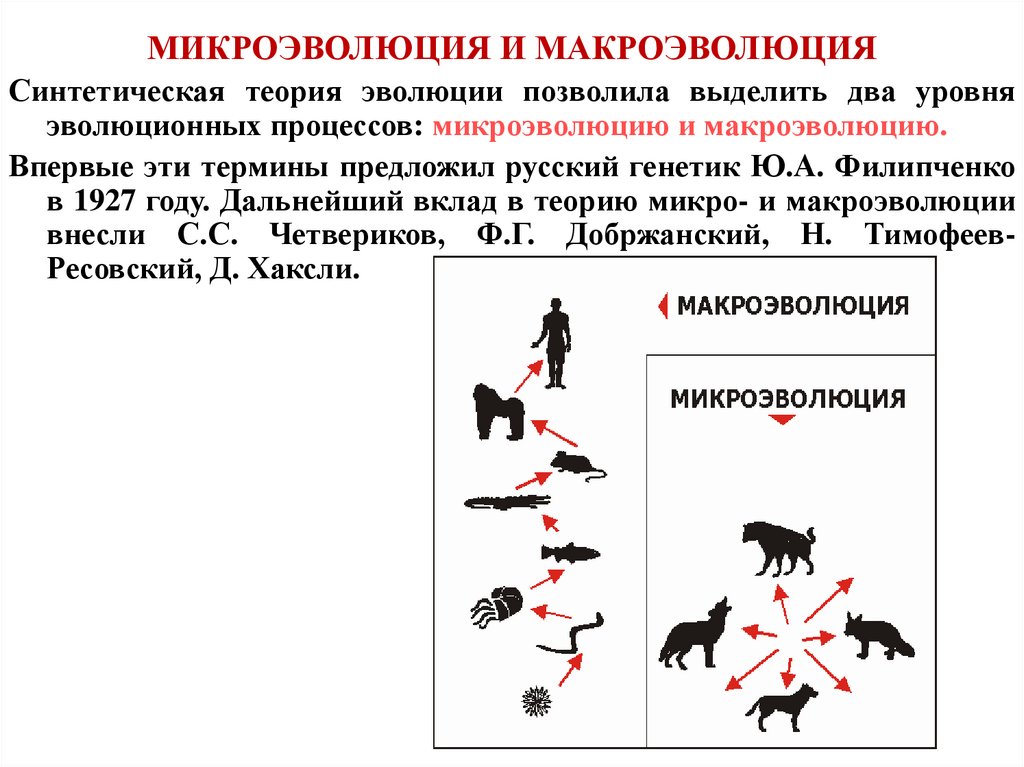 МИКРОЭВОЛЮЦИЯ И МАКРОЭВОЛЮЦИЯ