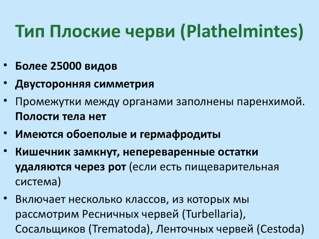Тип Плоские черви (Plathelmintes)