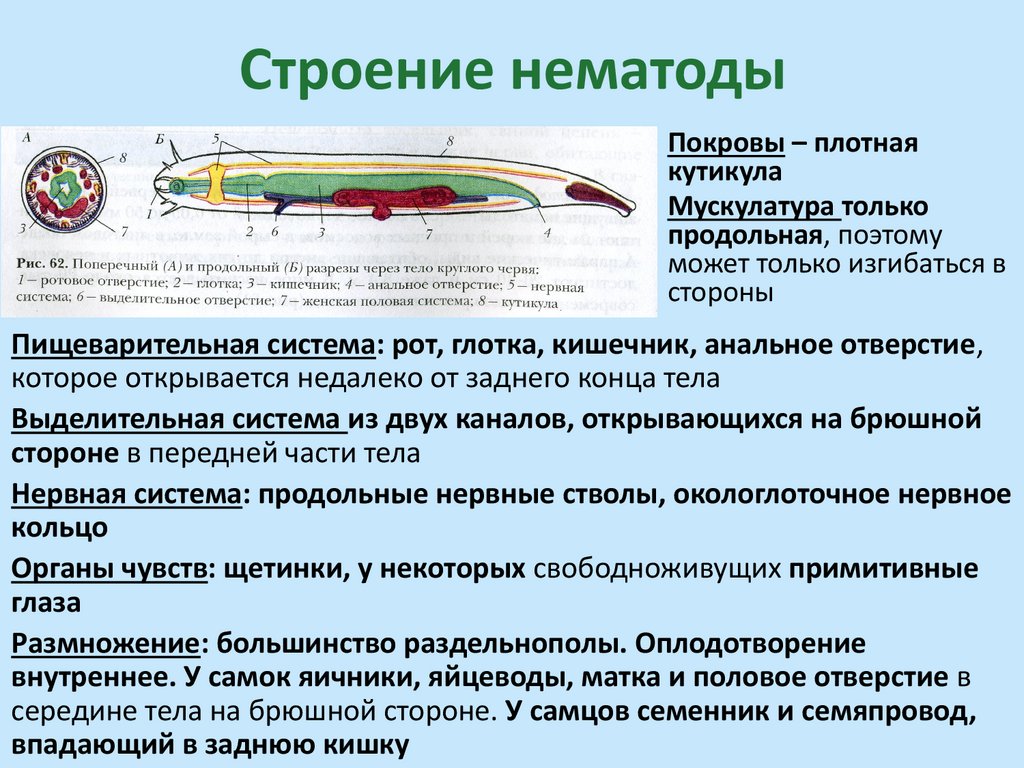 Строение нематоды