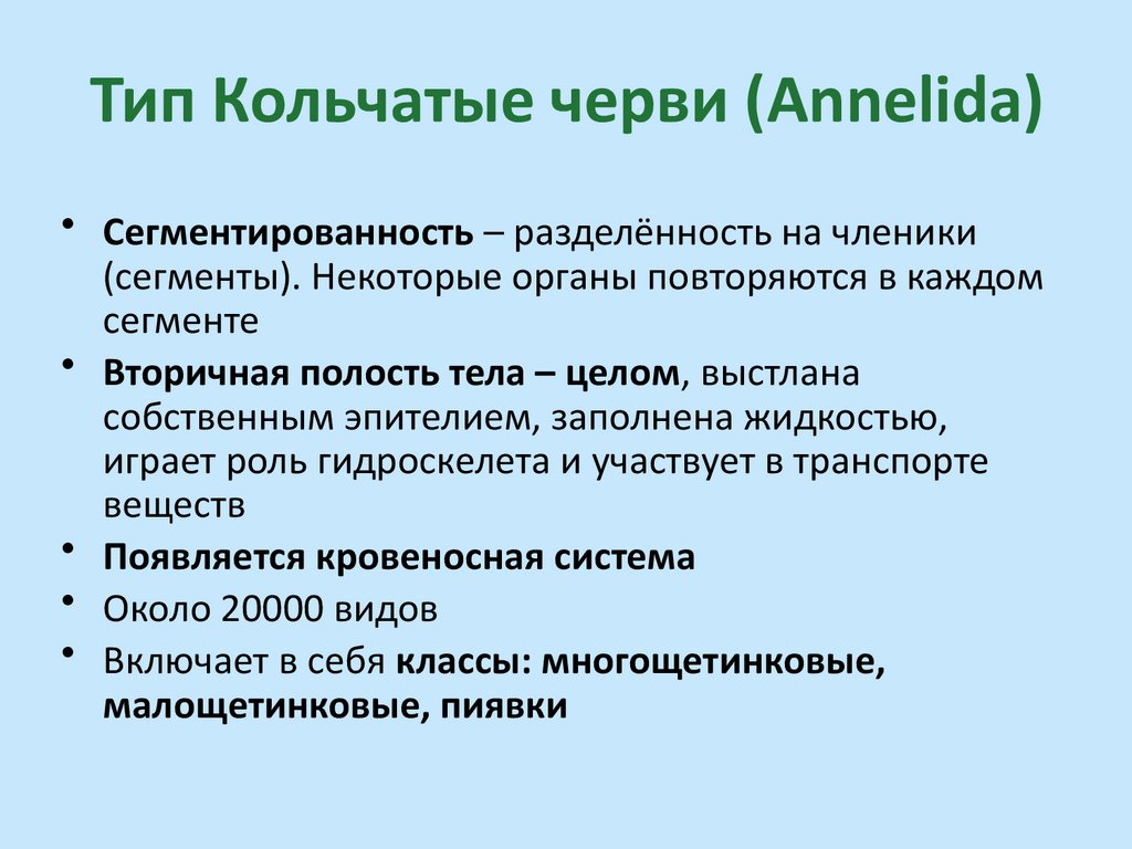 Тип Кольчатые черви (Annelida)