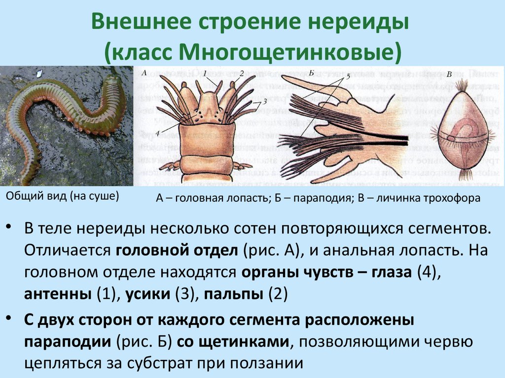 Внешнее строение нереиды (класс Многощетинковые)