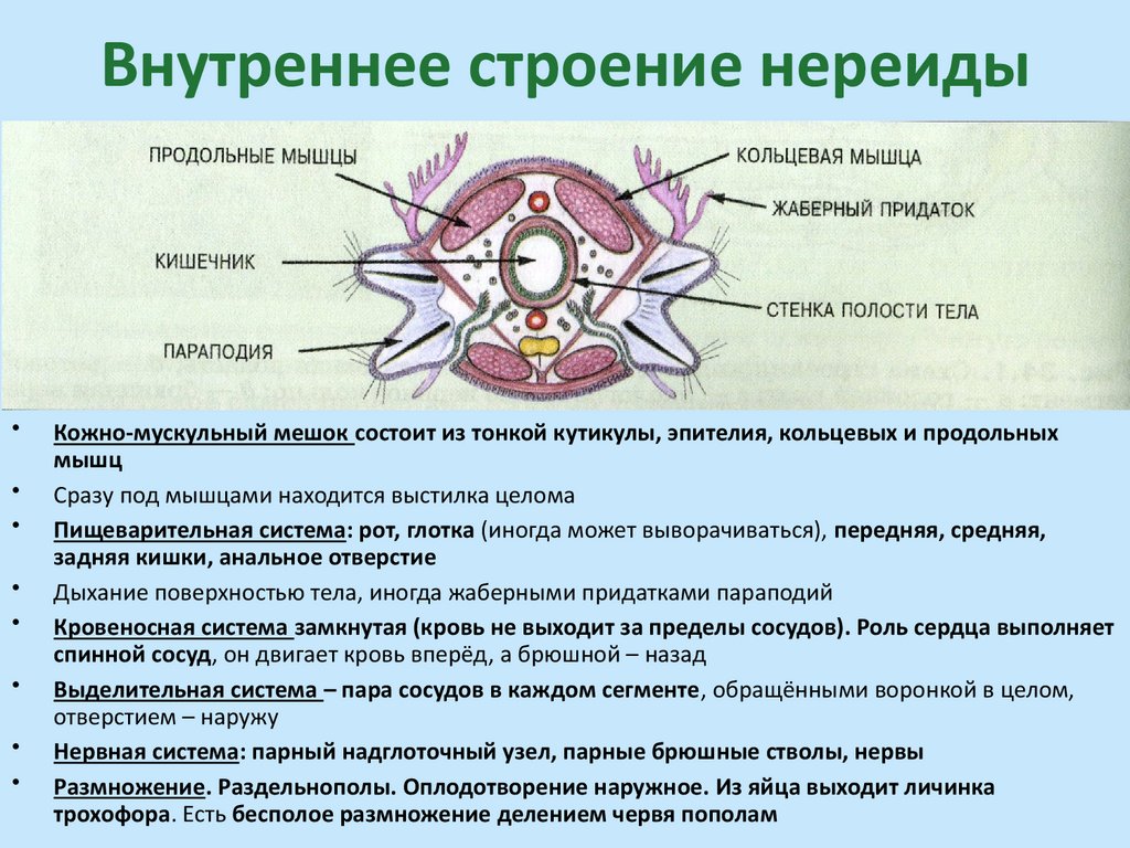 Внутреннее строение нереиды