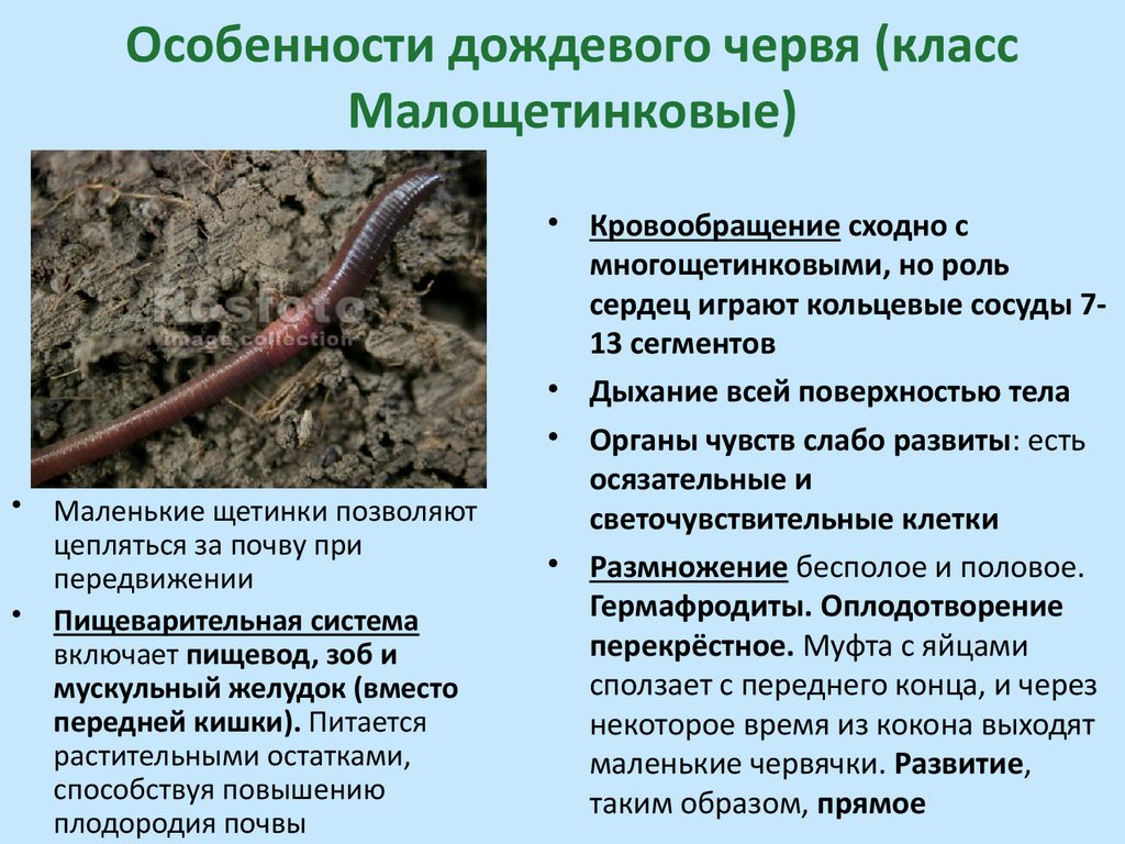Особенности дождевого червя (класс Малощетинковые)