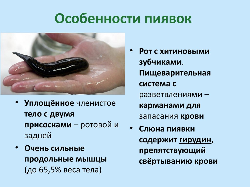 Особенности пиявок
