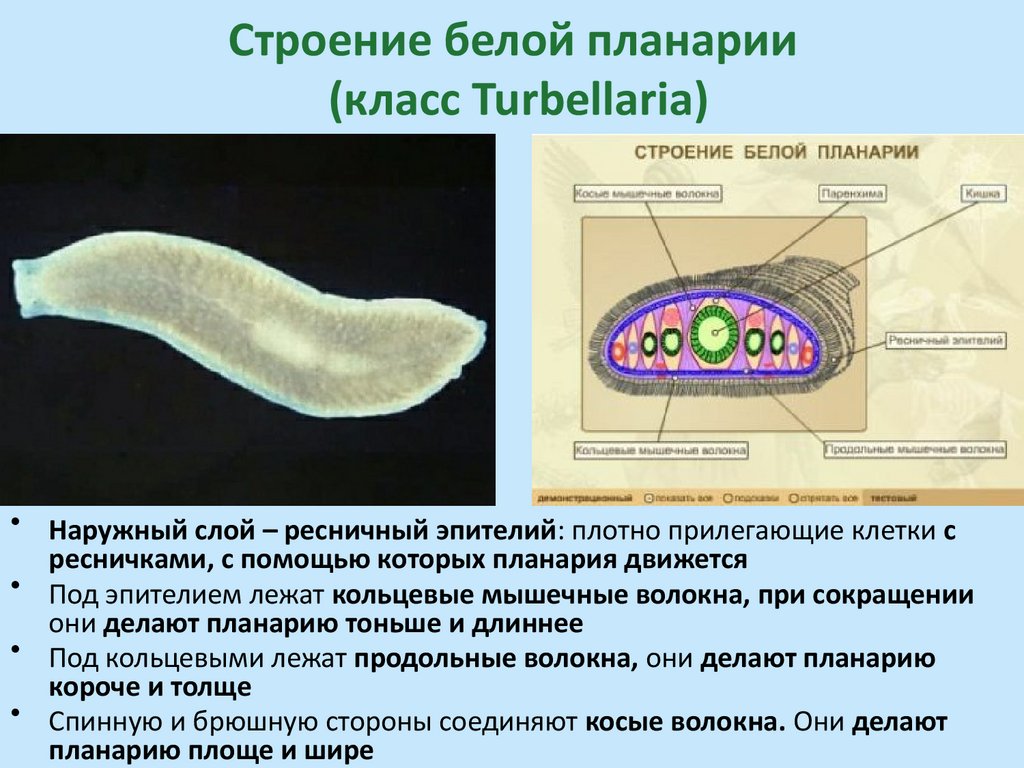 Строение белой планарии (класс Turbellaria)