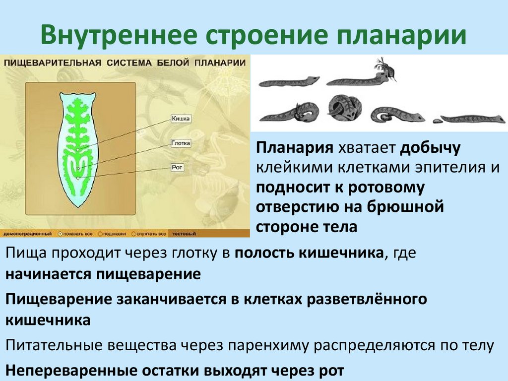Внутреннее строение планарии