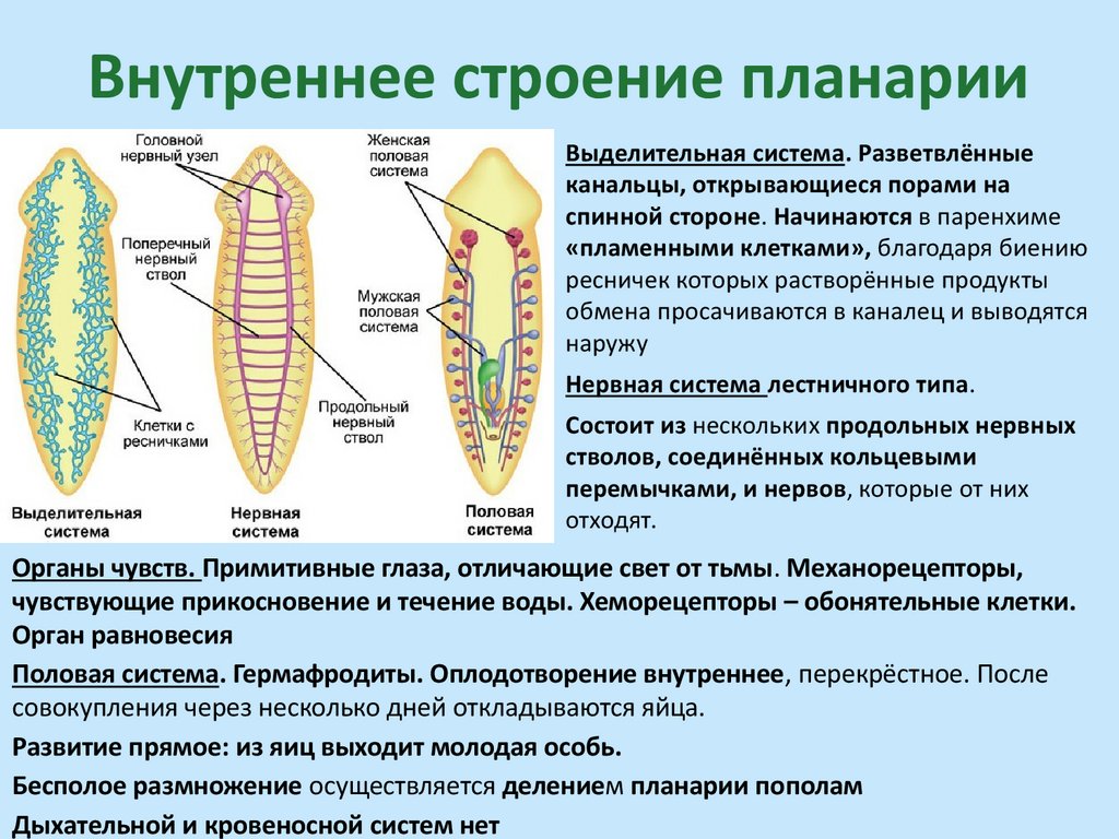 Внутреннее строение планарии