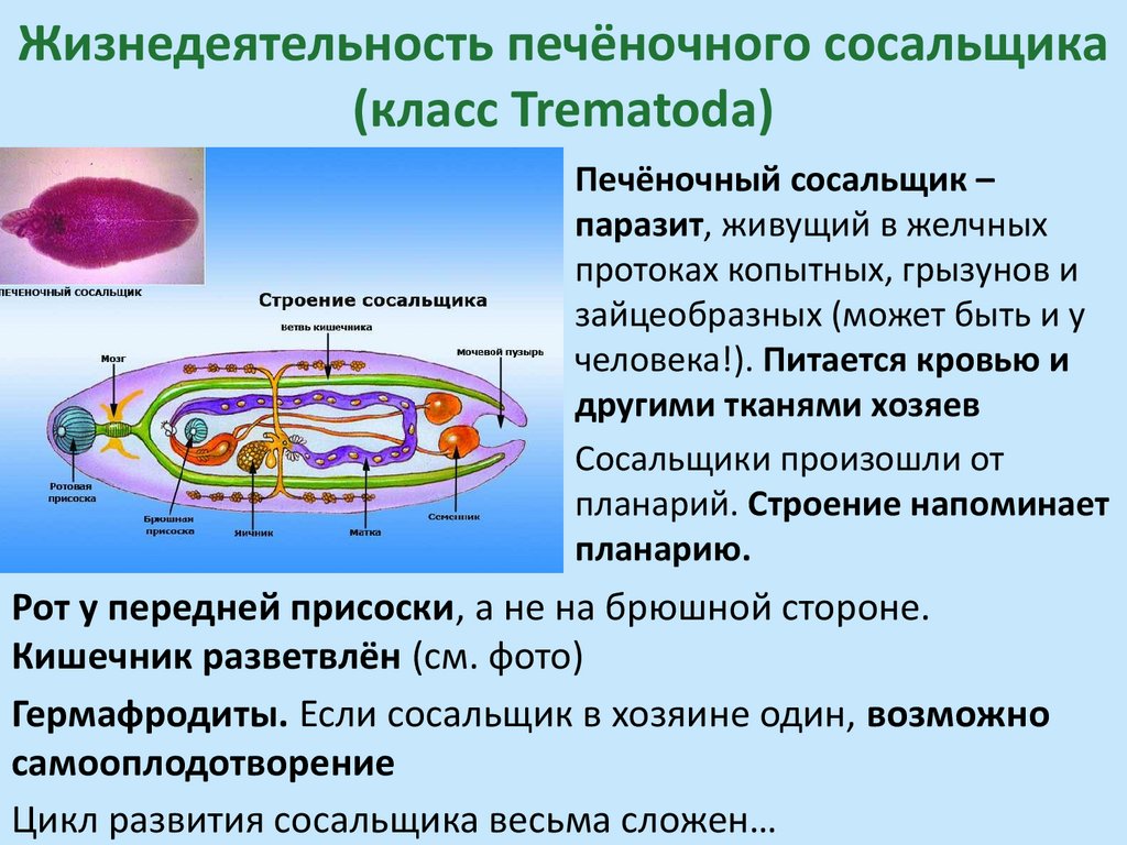 Жизнедеятельность печёночного сосальщика (класс Trematoda)