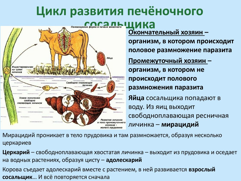 Цикл развития печёночного сосальщика