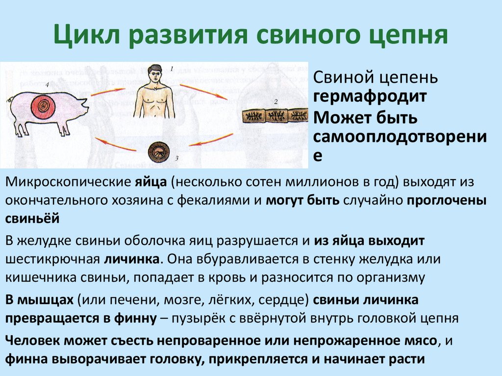 Цикл развития свиного цепня