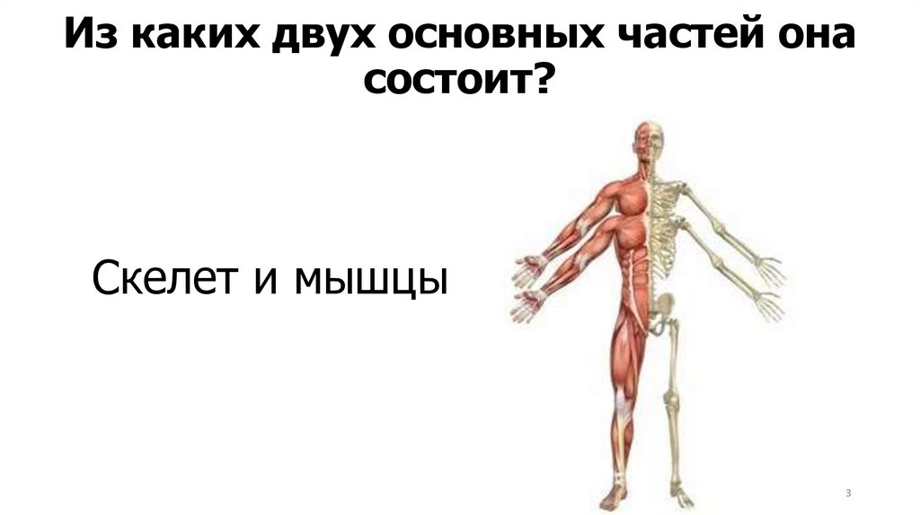 Из каких двух основных частей она состоит?
