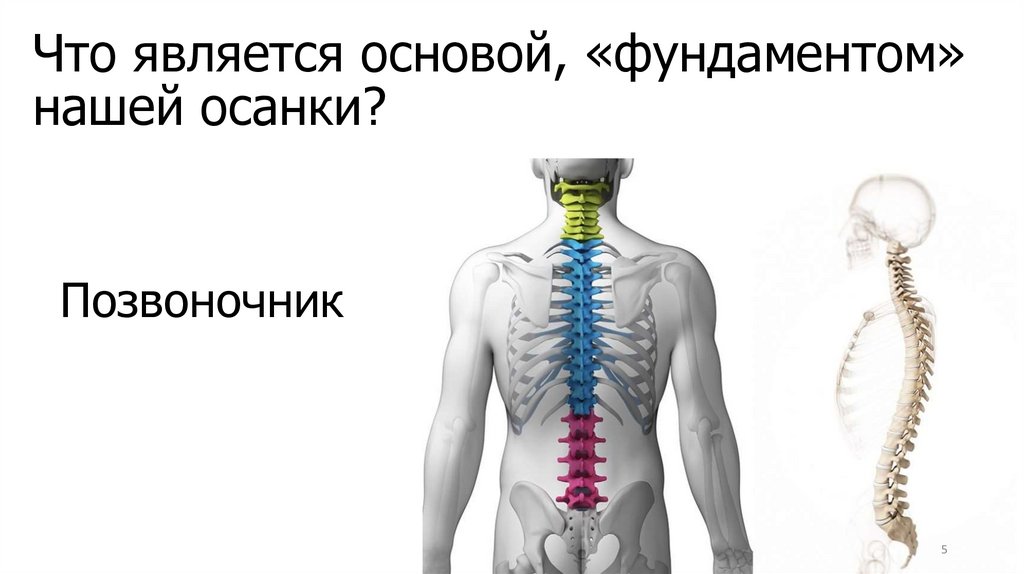 Что является основой, «фундаментом» нашей осанки?   