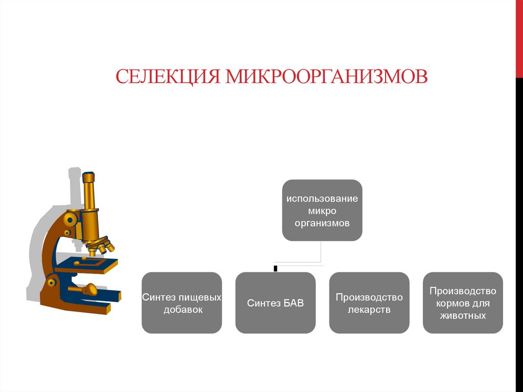 Селекция микроорганизмов