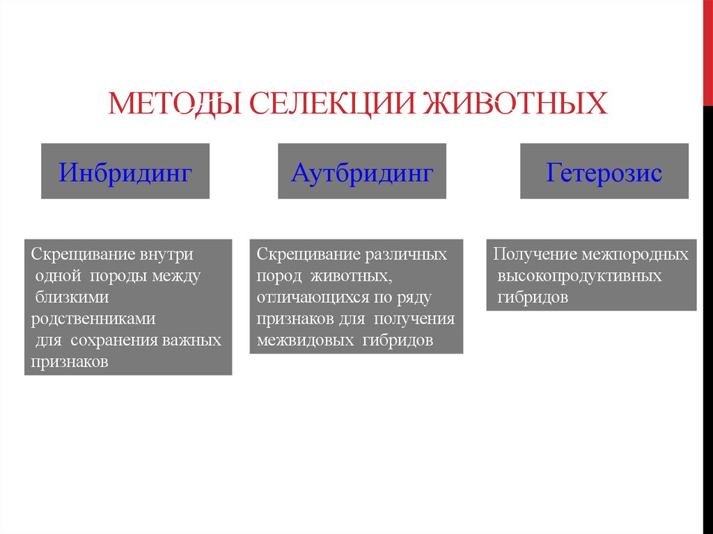 Методы селекции животных