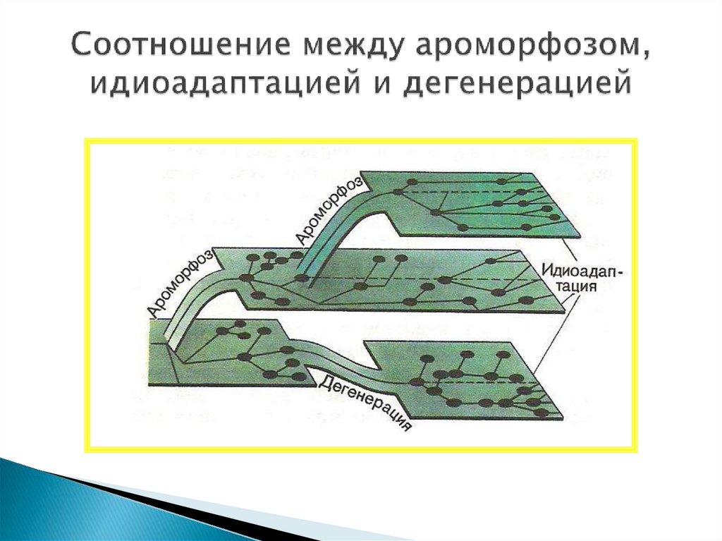 Соотношение между ароморфозом, идиоадаптацией и дегенерацией